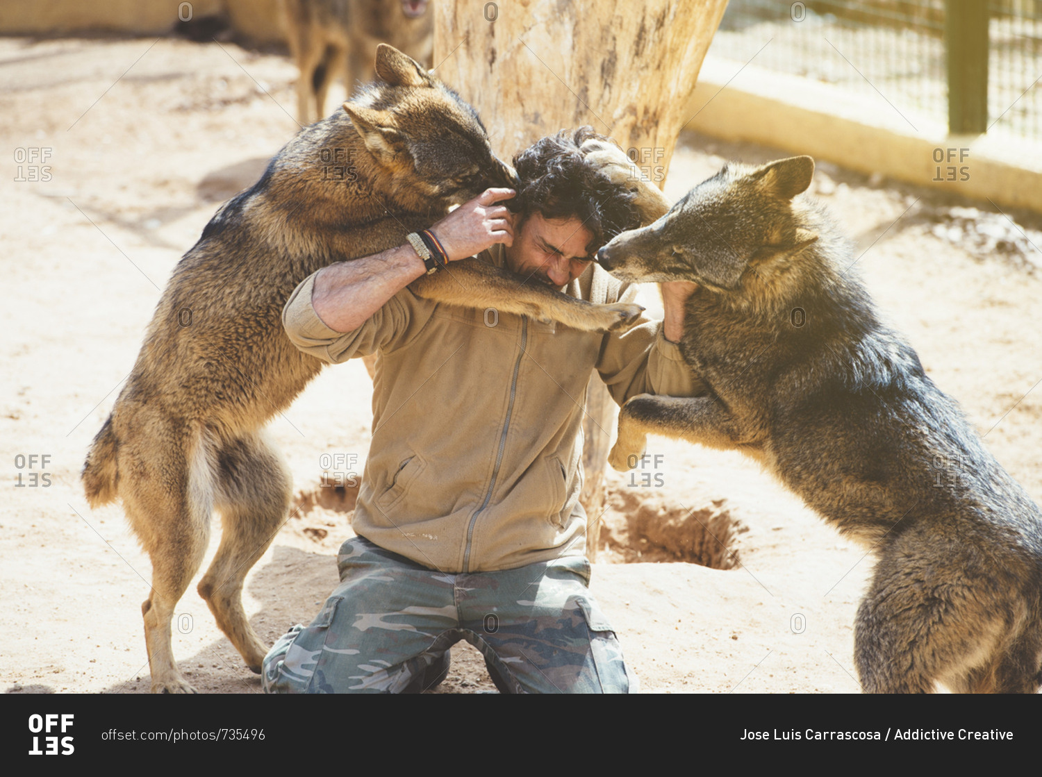 Man struggling with wolves