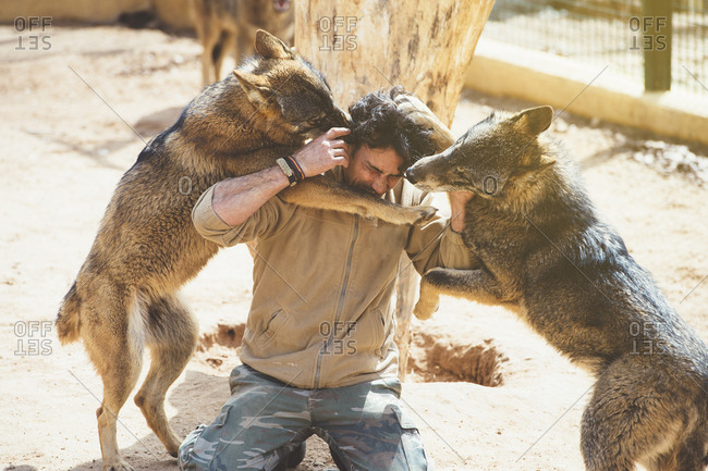 Man struggling with wolves