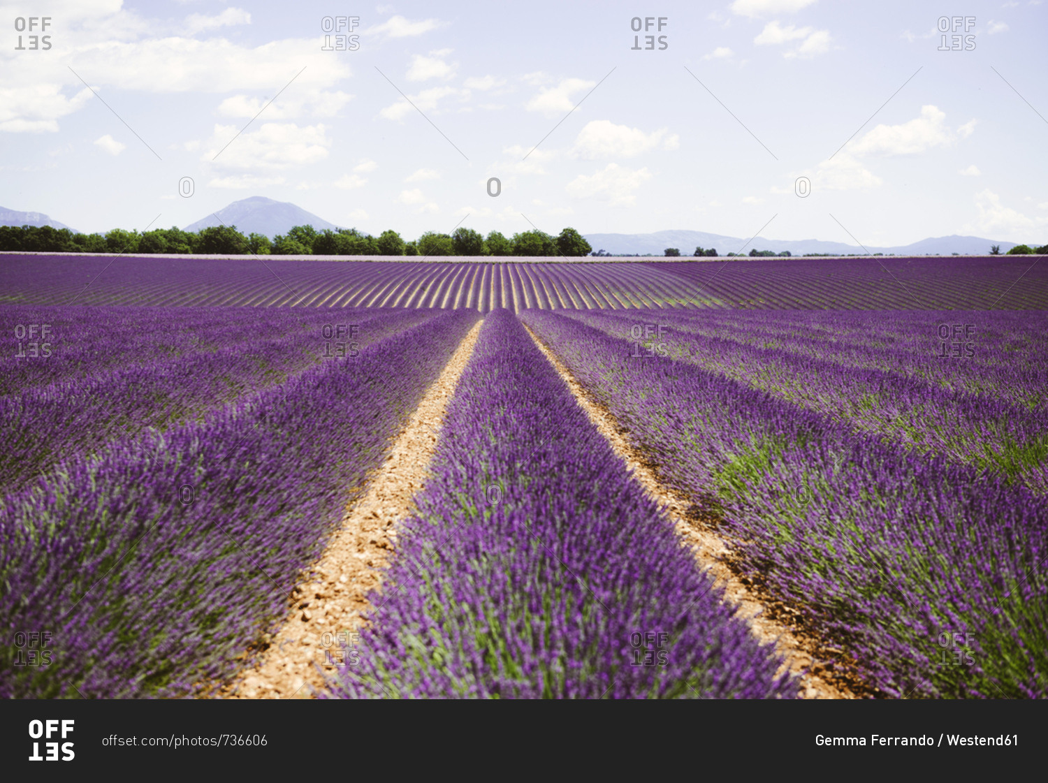 France- Provence- Valensole plateau- Infinite purple fields of blooming lavender in summer