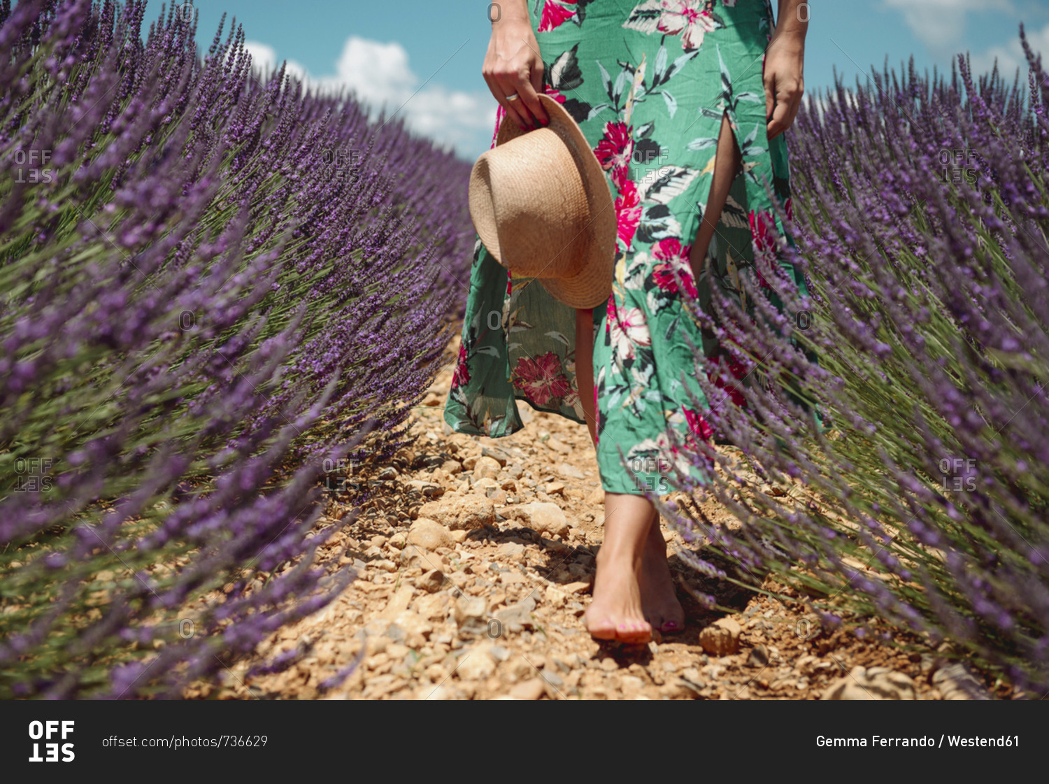 France- Provence- Valensole plateau- Barefoot woman walking among lavender fields in the summer
