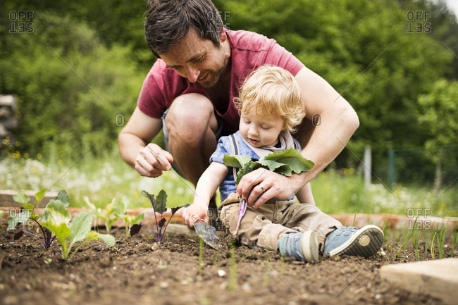 Father with his little son in the garden planting seedlings