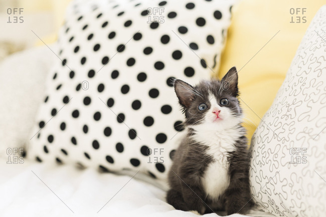 Starring kitten at home