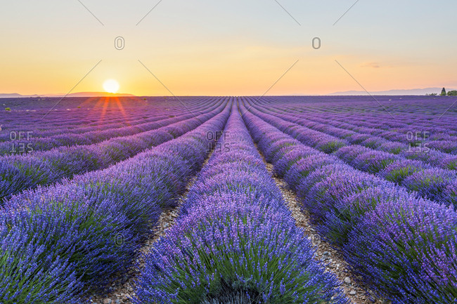 France- Alpes-de-Haute-Provence- Valensole- lavender field at twilight