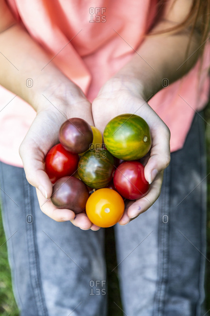 Girl holding colorful tomatoes in hand