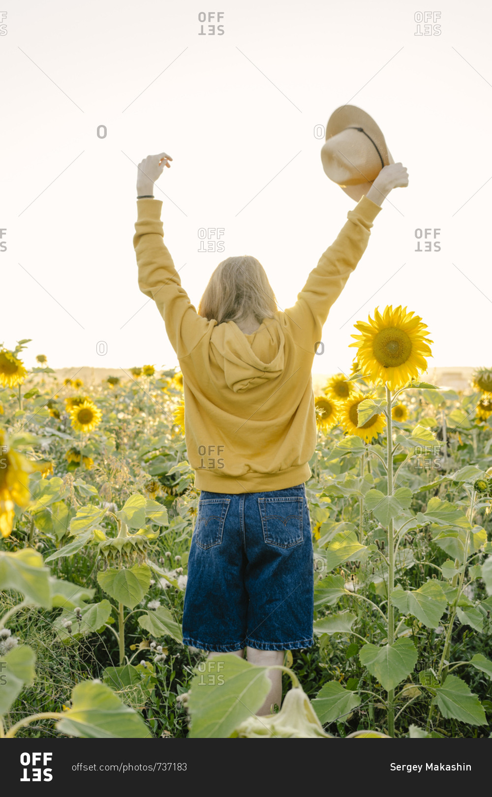 A young woman standing with her back raised her hands over a field of sunflowers
