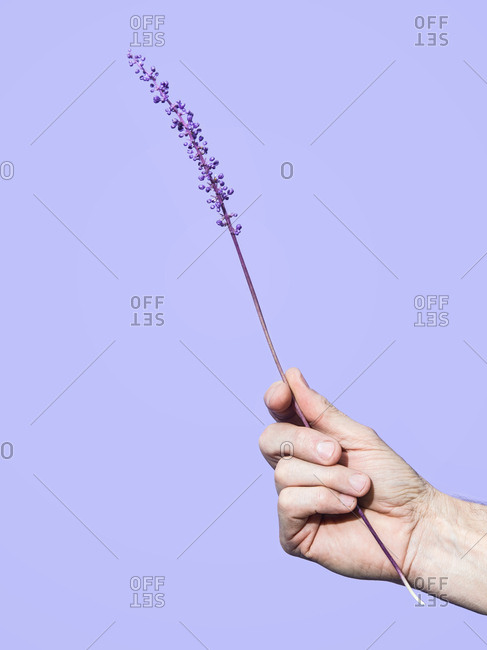 Man holding a purple Liriope flower on a purple background.