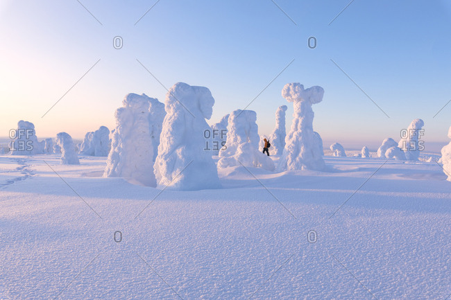 Hiker among frozen trees, Riisitunturi National Park, Posio, Lapland, Finland, Europe