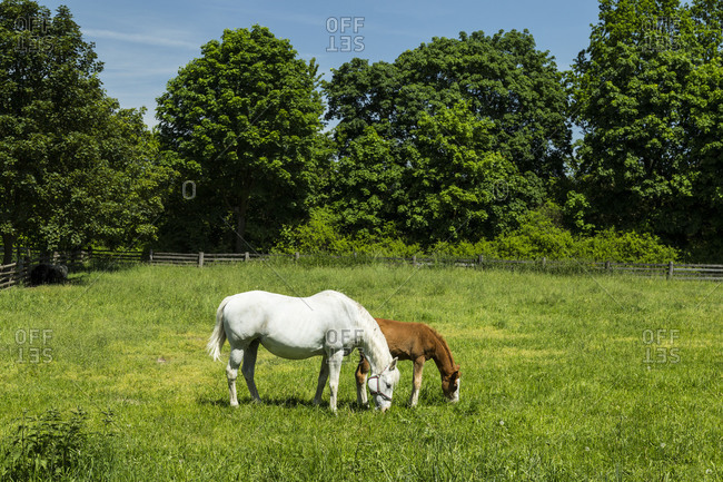 Europe, Poland, Voivodeship Masovian, The Museum of the Mazovian Countryside in Sierpc, horses on pasture