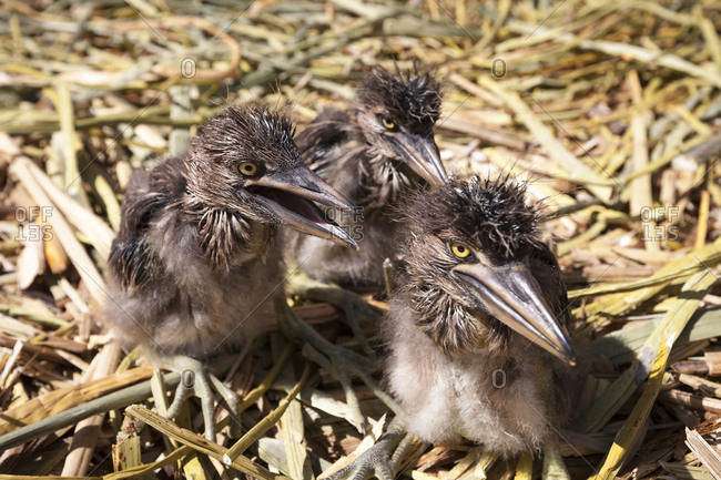 Strange baby birds on the floating islands of Uros on Lake Titicaca in Peru