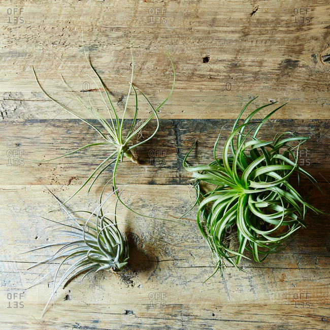 Houseplants air plants