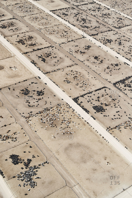 USA- Aerial photograph of Beef Cattle feed lot near Greeley- Colorado