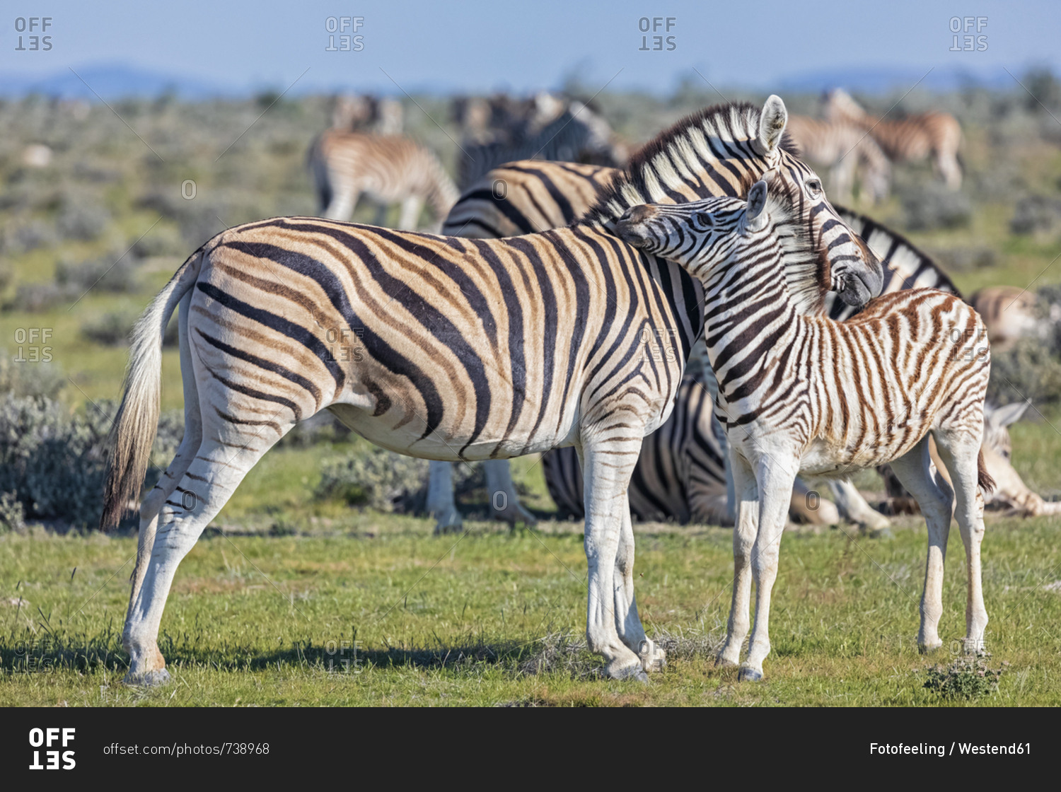 Africa- Namibia- Etosha National Park- burchell's zebras- Equus quagga burchelli- mother and young animal