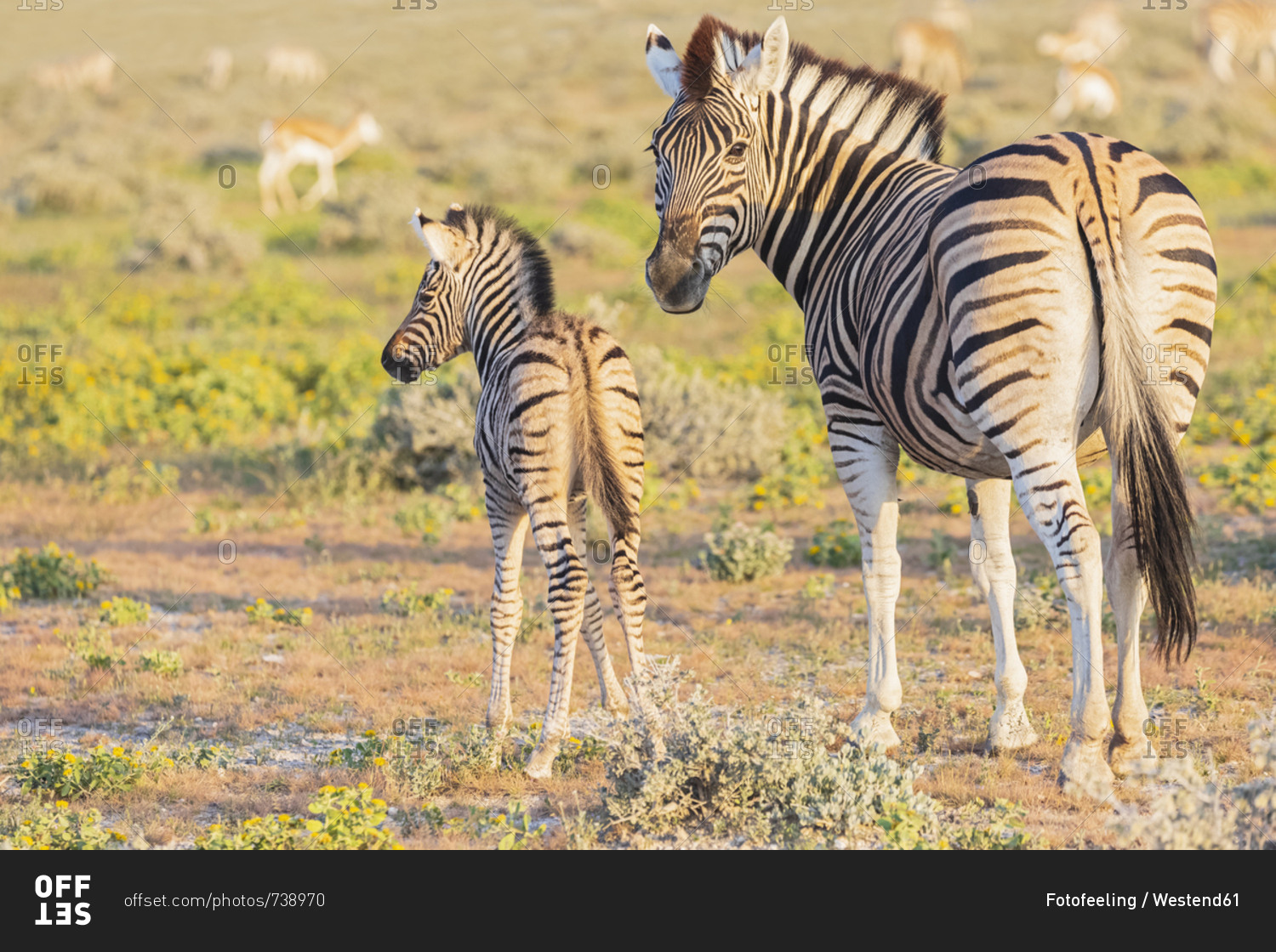 Africa- Namibia- Etosha National Park- burchell's zebras- Equus quagga burchelli- young animal and  mother animal