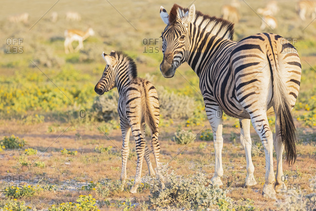 Africa- Namibia- Etosha National Park- burchell's zebras- Equus quagga burchelli- young animal and  mother animal