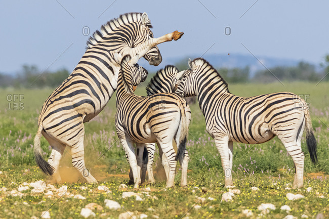 Africa- Namibia- Etosha National Park- burchell's zebras- Equus quagga burchelli- fighting