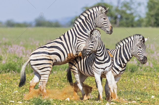 Africa- Namibia- Etosha National Park- burchell's zebras- Equus quagga burchelli- fighting