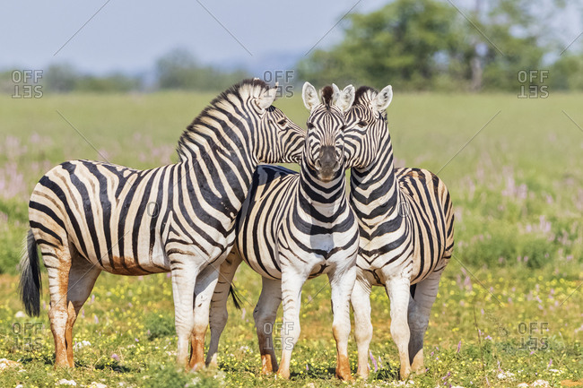 Africa- Namibia- Etosha National Park- burchell's zebras- Equus quagga burchelli