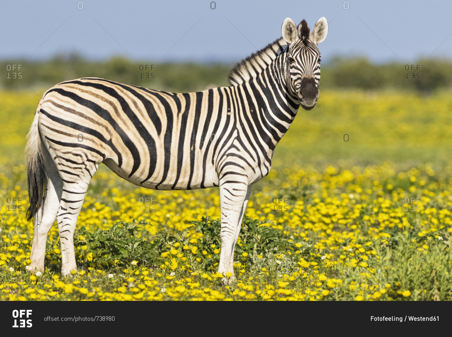 Africa- Namibia- Etosha National Park- burchell\'s zebras- Equus quagga burchelli- standing on yellow flower meadow