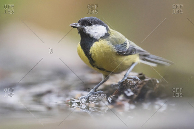 Great tit bird