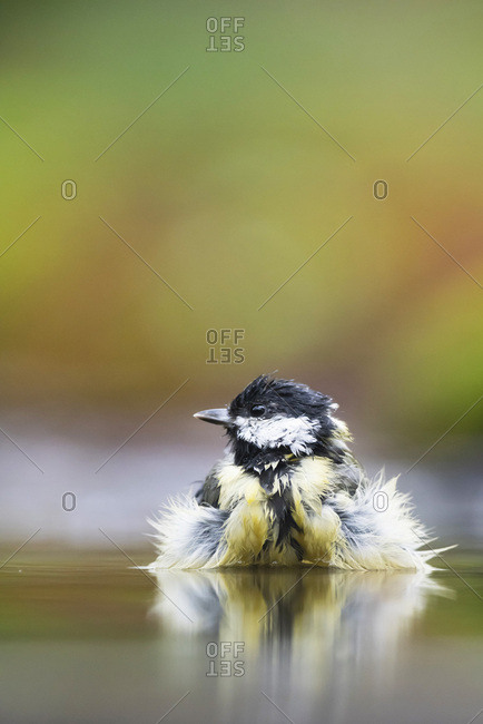 The great tit taking a bath, The Great Tit (Parus major) is…