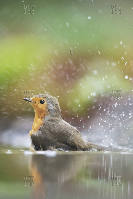 Splashing with the Birds