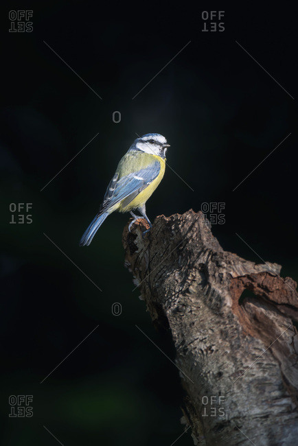 Great tit perched on a tree