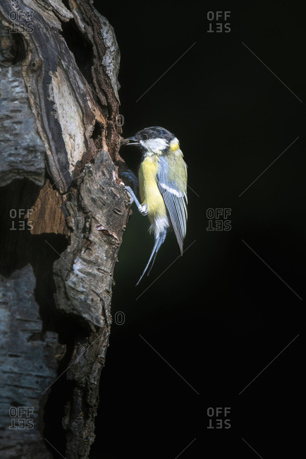 Great tit on a tree
