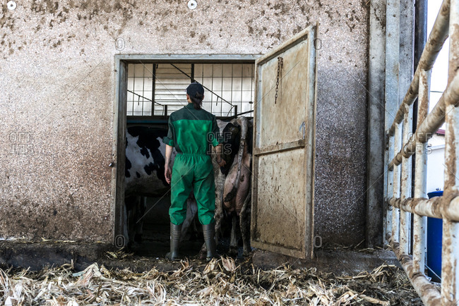 Blue collar woman working at dairy farm