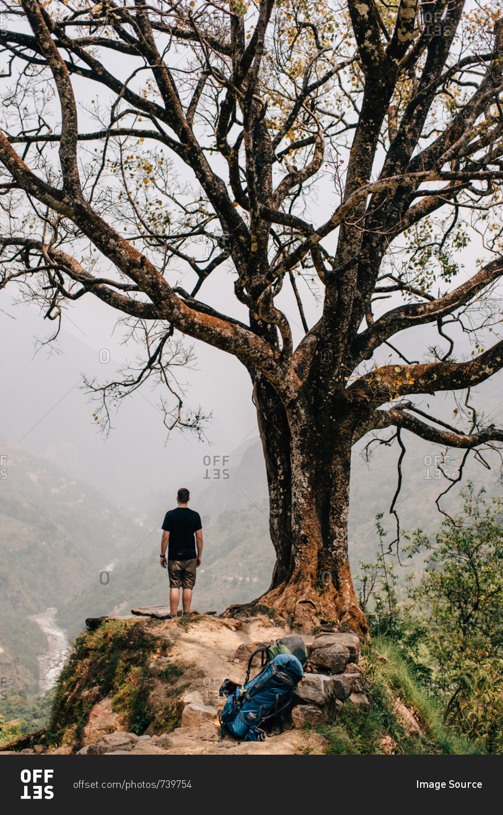Hiker beside tree on peak, Annapurna Circuit, the Himalayas, Manang, Nepal