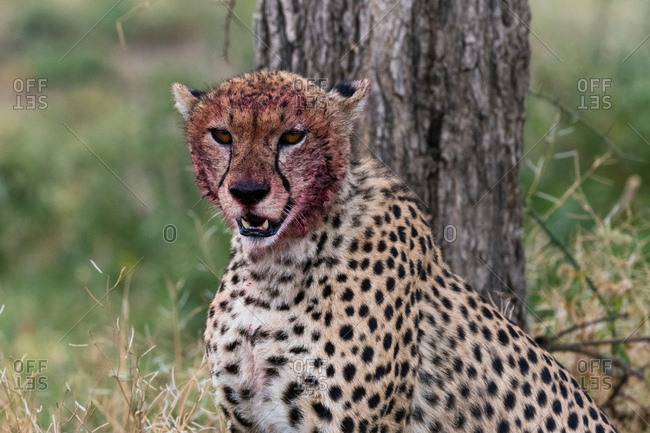 Cheetah (Acinonyx jubatus) with a bloody face after feeding, Ndutu, Ngorongoro Conservation Area, Serengeti, Tanzania