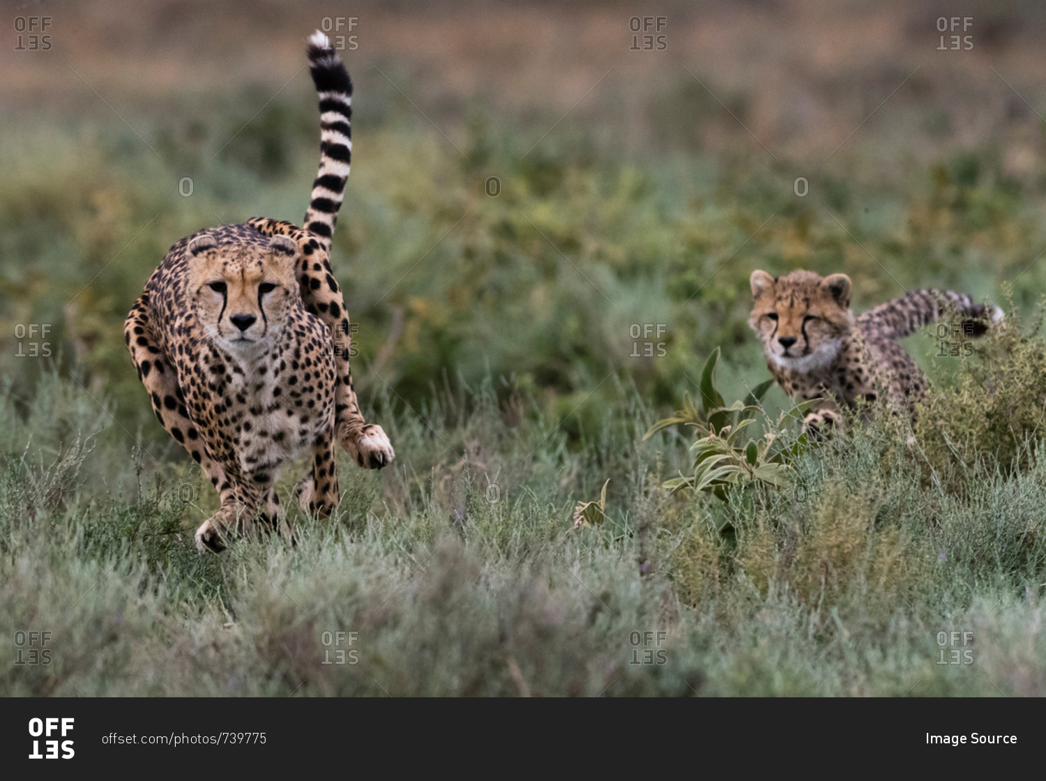 A female cheetah (Acinonyx jubatus) and its cub running, Ndutu, Ngorongoro Conservation Area, Serengeti, Tanzania