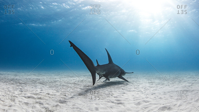 Great hammerhead shark, Alice Town, Bimini, Bahamas