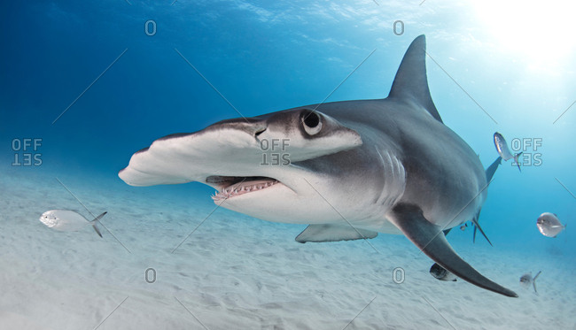 Great hammerhead shark, Alice Town, Bimini, Bahamas