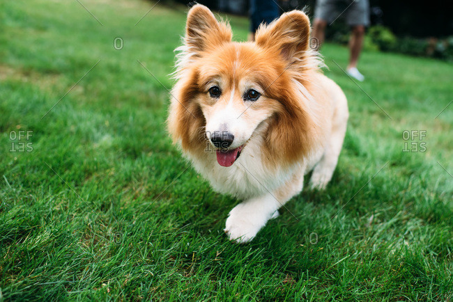 Cute corgi running towards the camera
