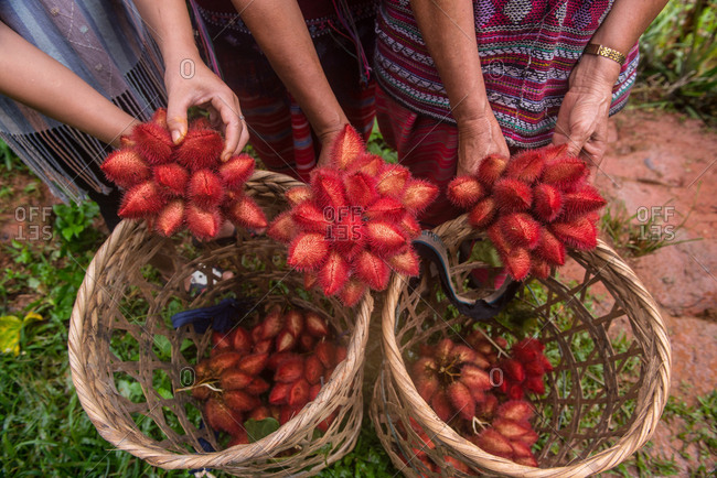 Close Up on Hands Holding Seeds of Annatto Tree, which can be use for Dye Fabric in Red Color.