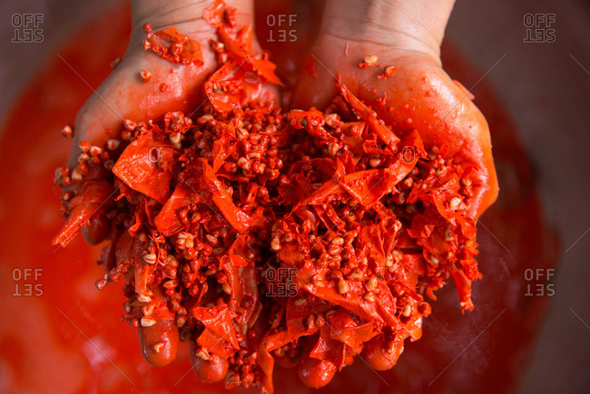 Close Up on Hands Holding Crunched Seeds of Annatto Tree for Dye Fabric in Red Color.