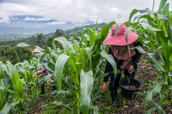 Asian Farmer Seeding Crops in the Corn Fields
