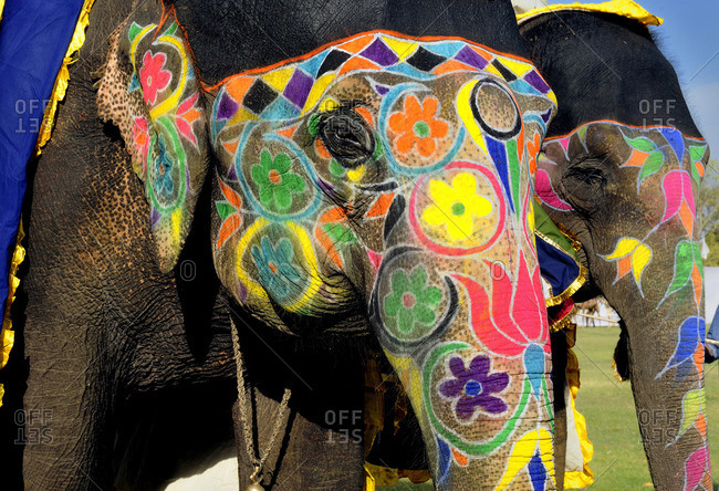 India, Rajasthan, Jaipur, decorated elephant head at the Elephant Festival