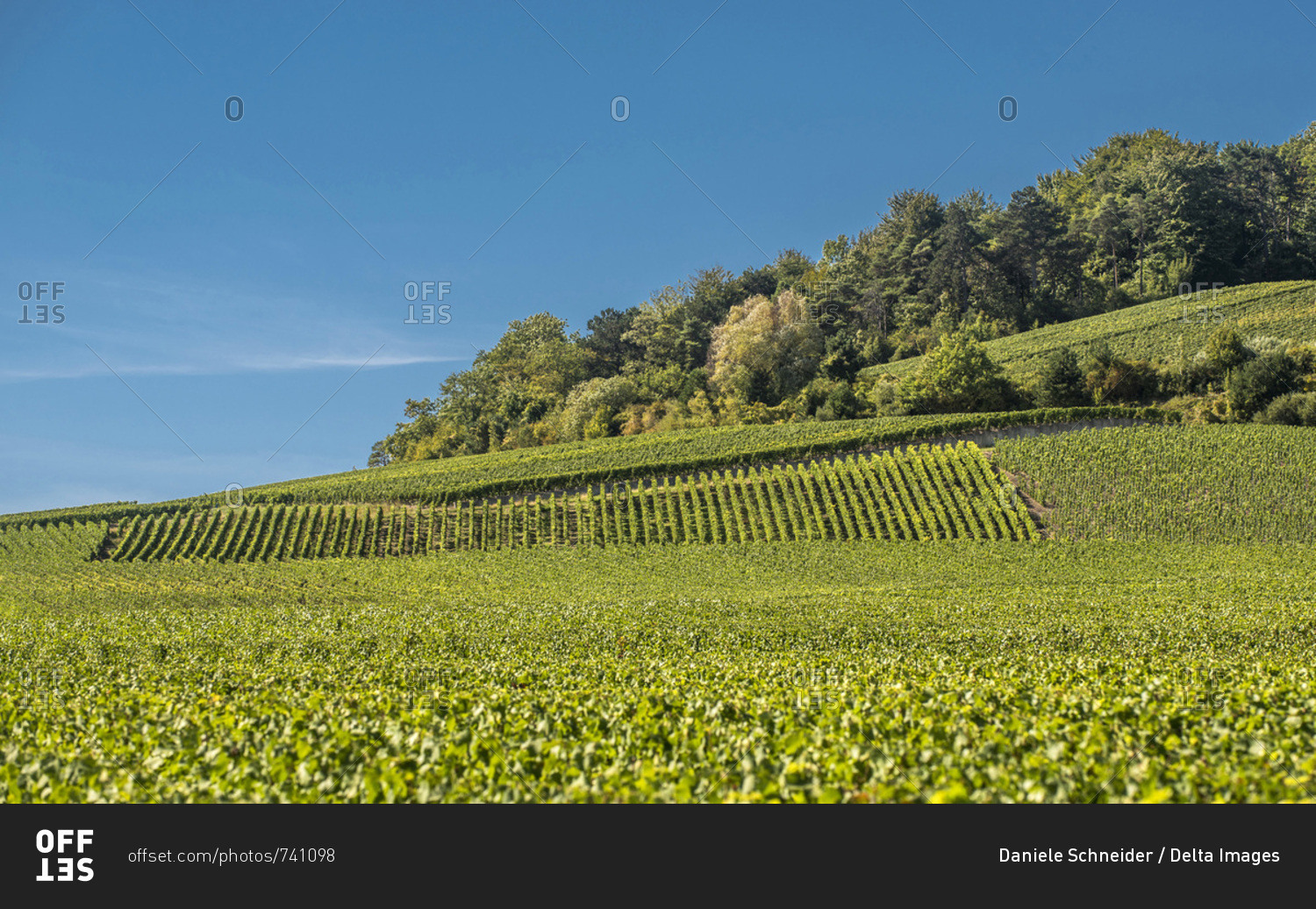 France, Grand Est, Marne, Champagne vineyard in Ecueil, Montagne de Reims
