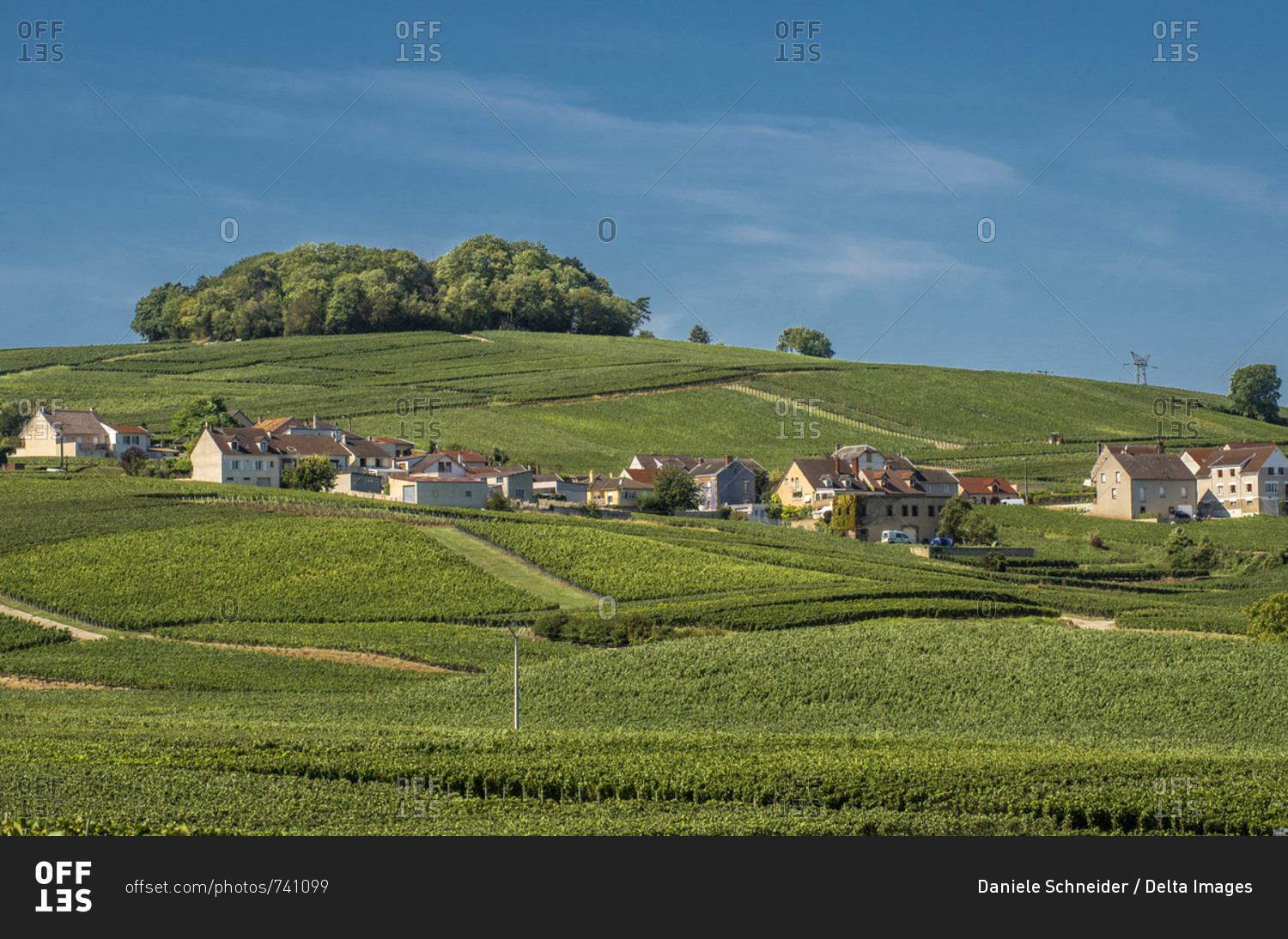 France, Grand Est, Marne, Ville Dommange in the middle of the vineyards, Coteaux de Champagne