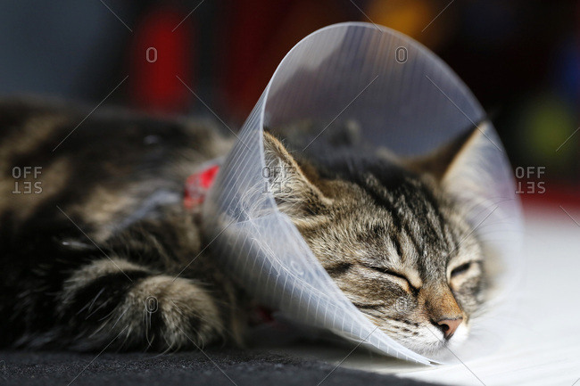 Seine et Marne. Kitten aged 6 months, Norwegian race, coming to be sterilized, wearing a collar, sleeping.