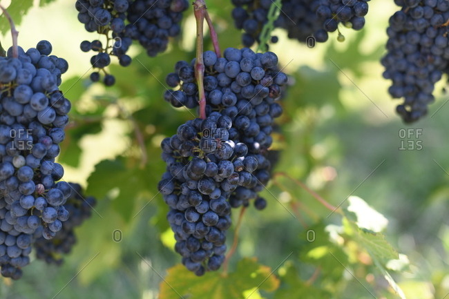 Clusters of dark purple grapes on vine