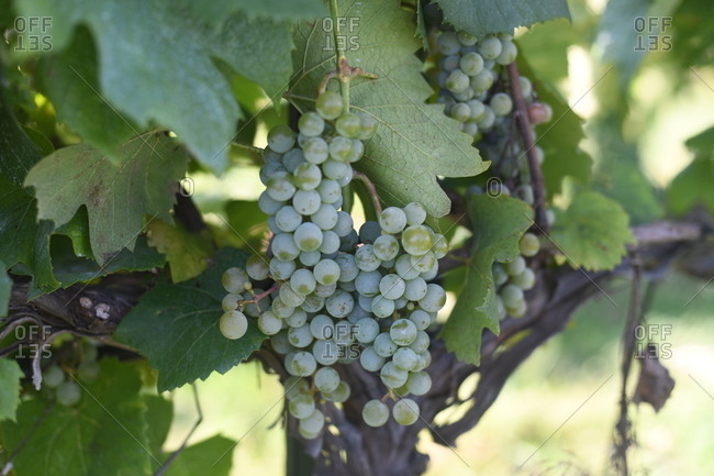 Clusters of green grapes on vine