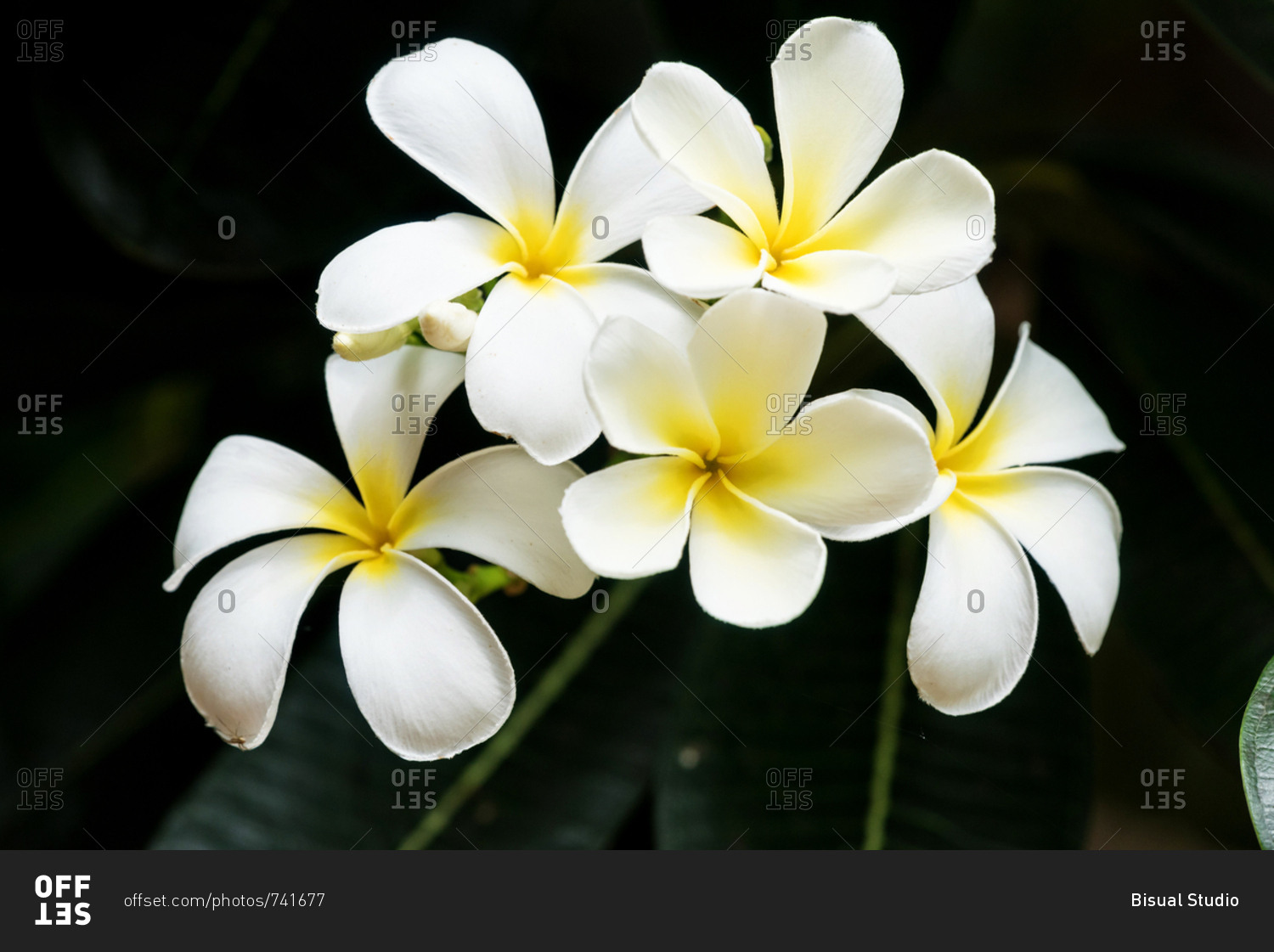 White and yellow plumeria flowers in a tree, Sukhothai, Thailand