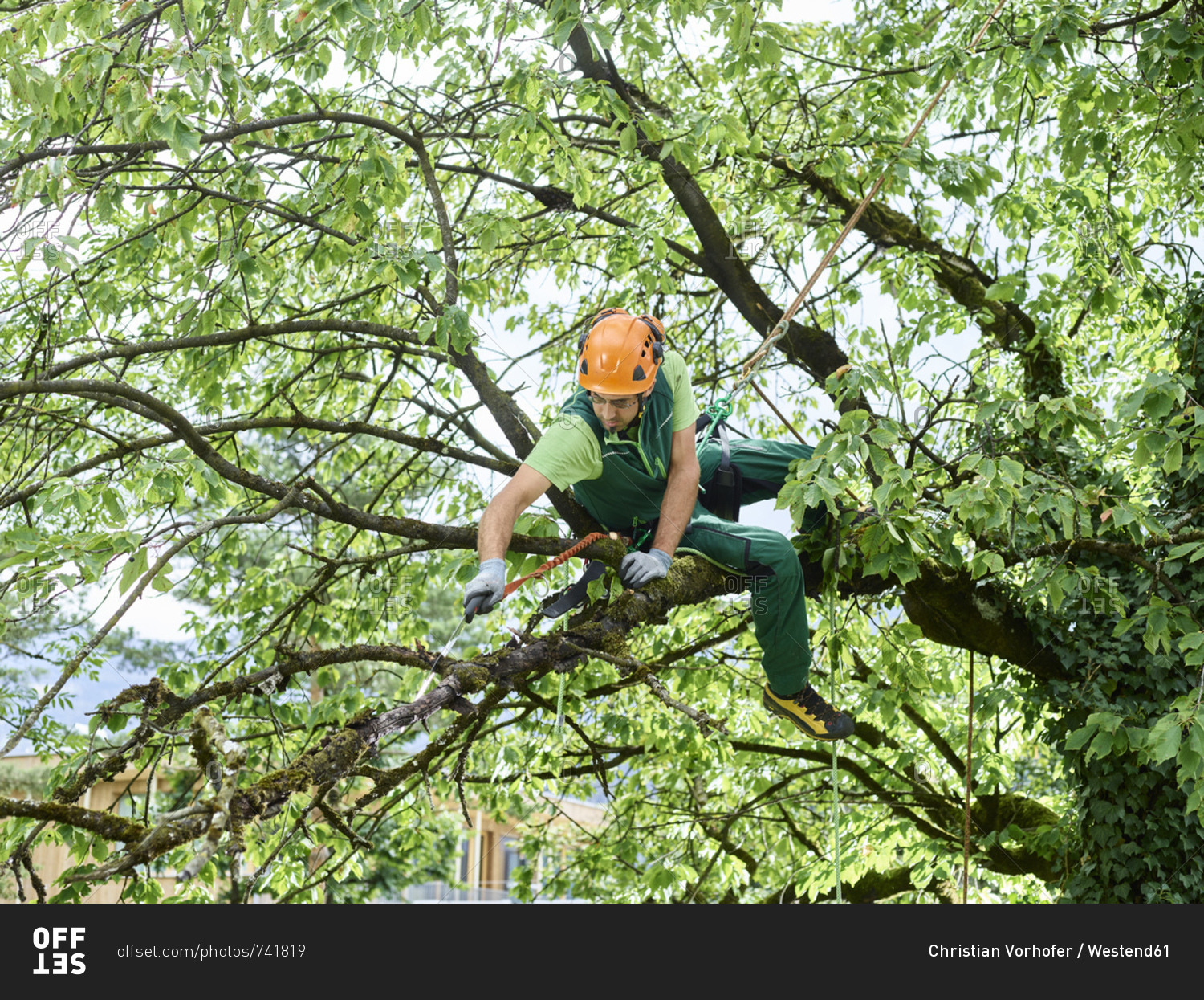 Tree cutter pruning of tree