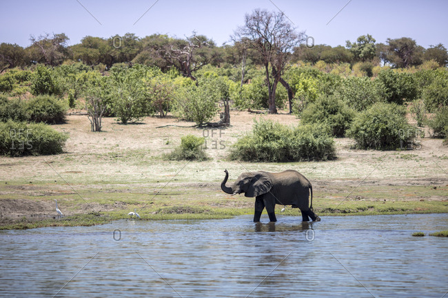 Botswana- Chobe elephant in water