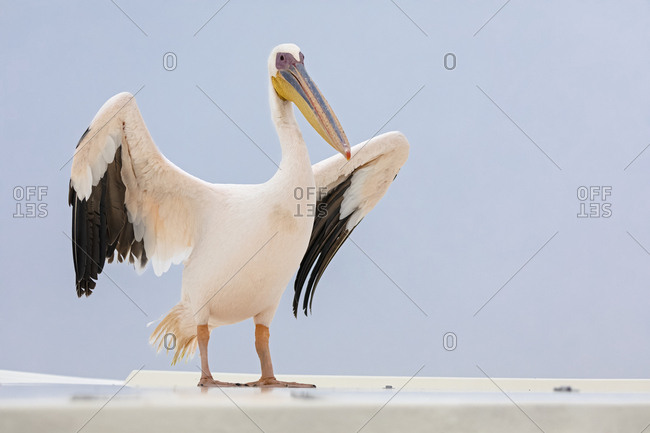 Namibia- Walvis Bay- portrait of white pelican
