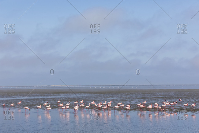 Namibia- Walvis Bay- flock of American flamingos and Lesser flamingos