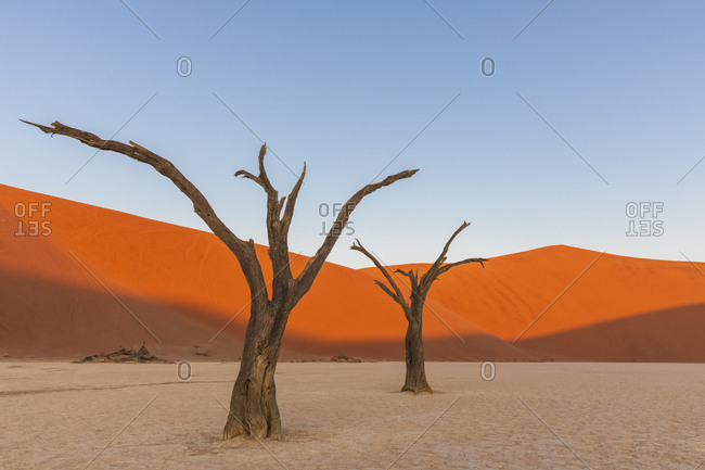 Africa- Namibia- Namib-Naukluft National Park- Deadvlei- dead acacia trees in clay pan