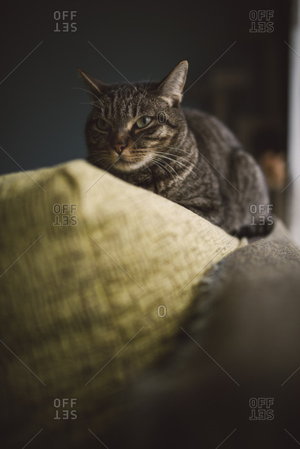 Cat on the top of a couch
